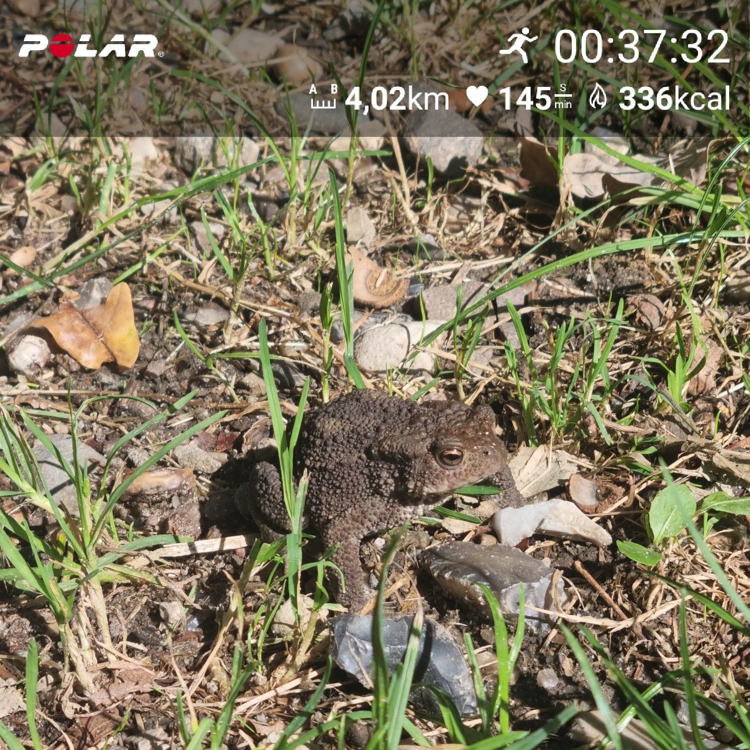 [Flex60 W2-2]: 30 min lockerer Dauerlauf (HF 145-151)