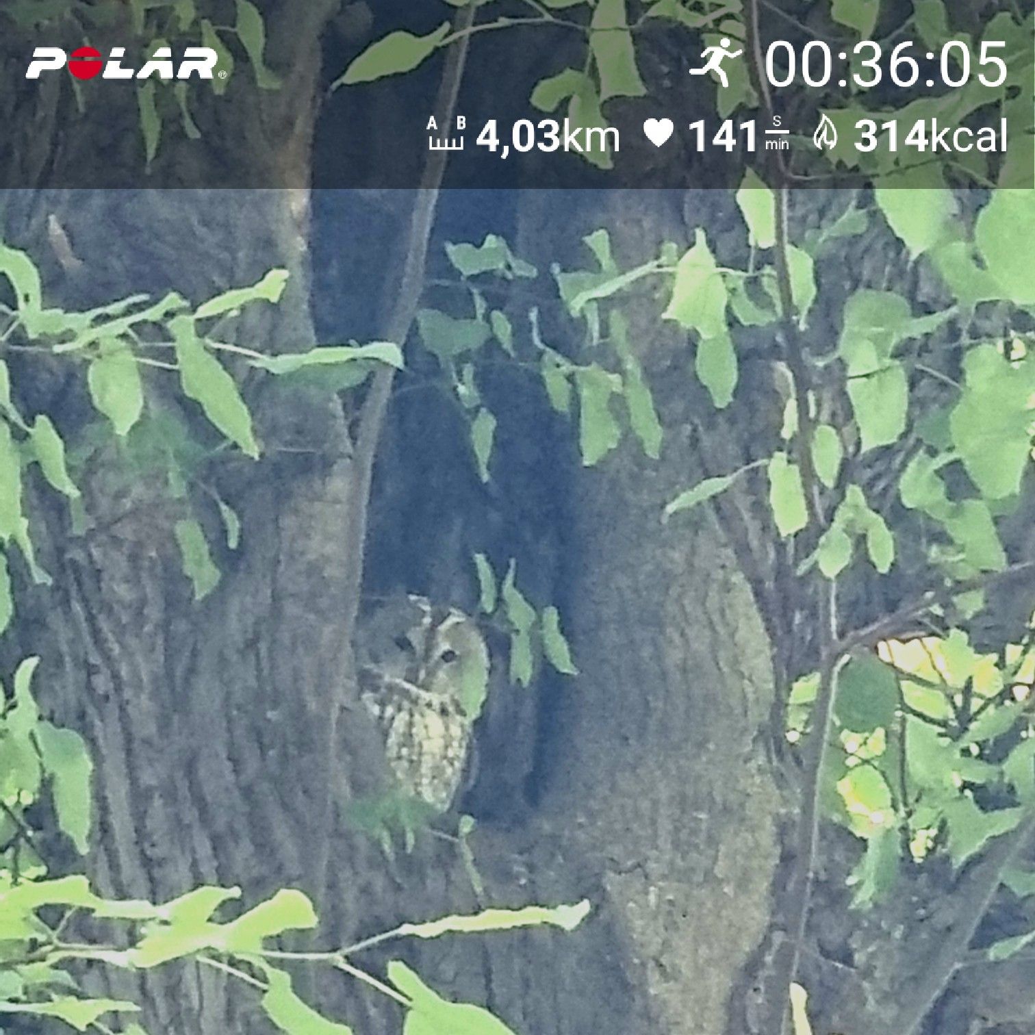 [Flex60 W3-1]: 30 min lockerer Dauerlauf (HF 145-151)