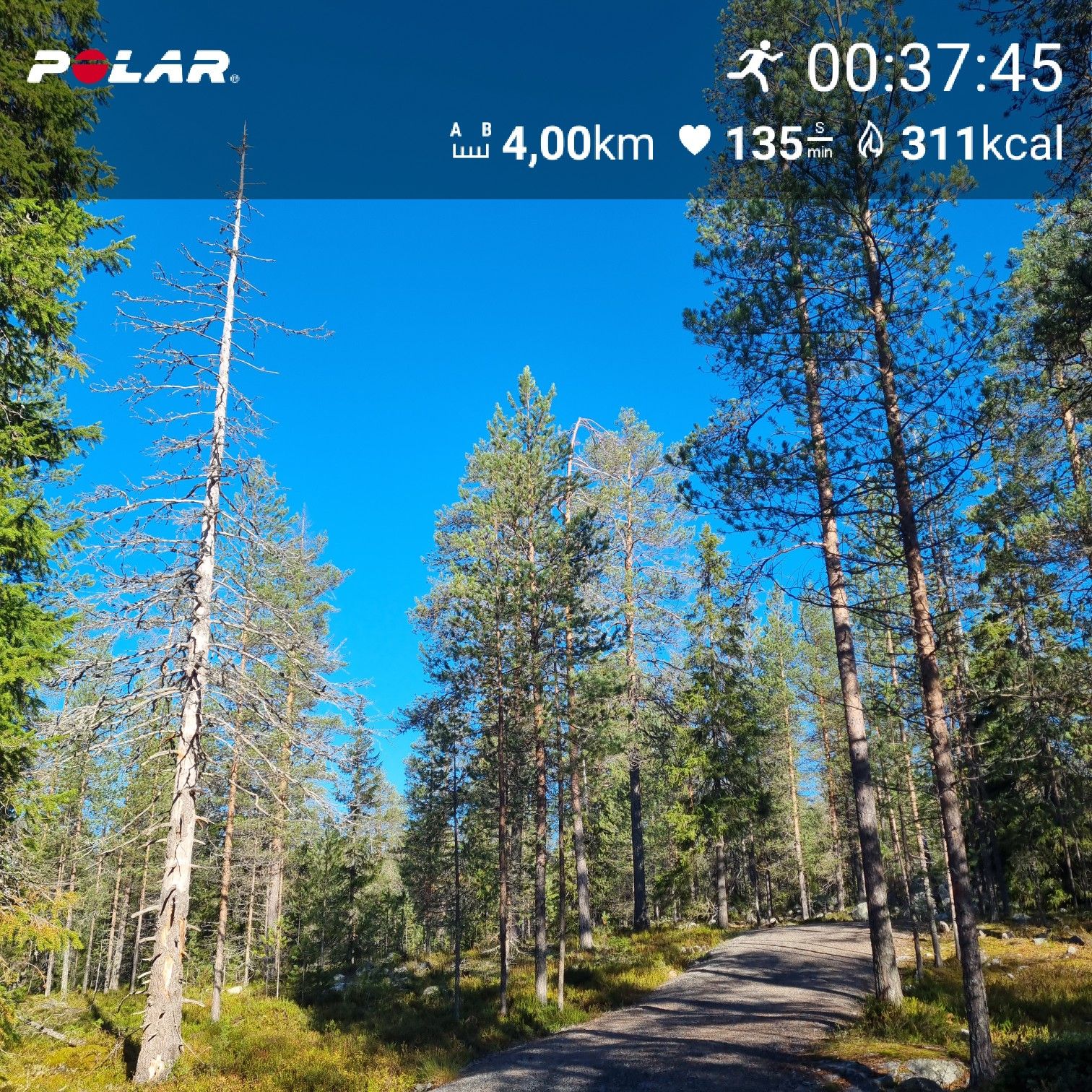 [Flex60 W4-2]: 30 min lockerer Dauerlauf (HF 145-151)