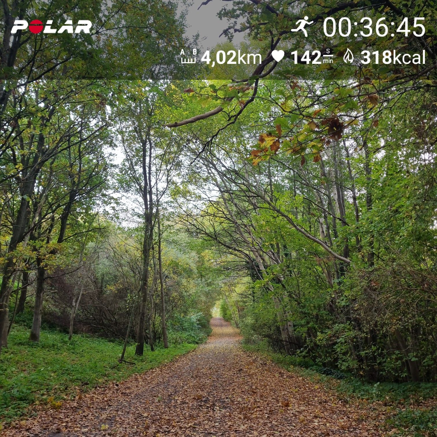 [Flex60 W6-1]: 30 min lockerer Dauerlauf (HF 145-151)