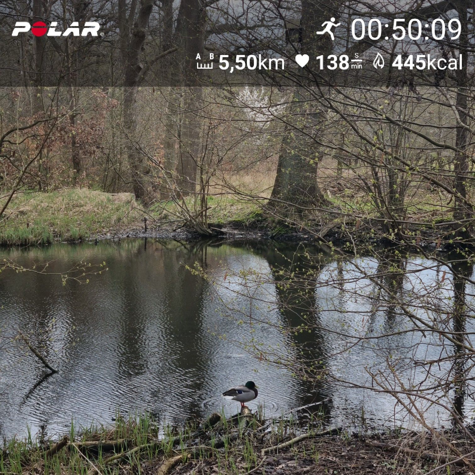 [Flex90 W5-1]: 50 min lockerer Dauerlauf (HF 144-150)